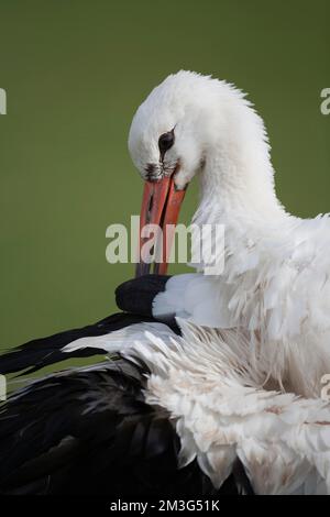 White stork (Ciconia ciconia) adult bird animal portrait, England, United Kingdom Stock Photo