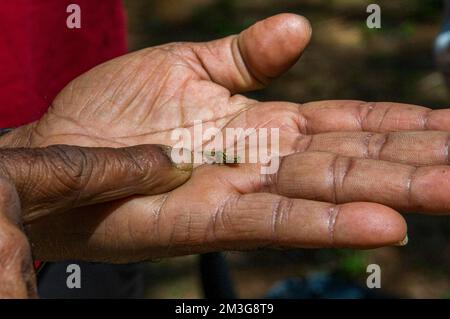 Dwarf or Minute Leaf chameleon (Brookesia minima) on the fingers of a man's hand in Montagne dÂ´Ambre National Park, Madagascar Stock Photo