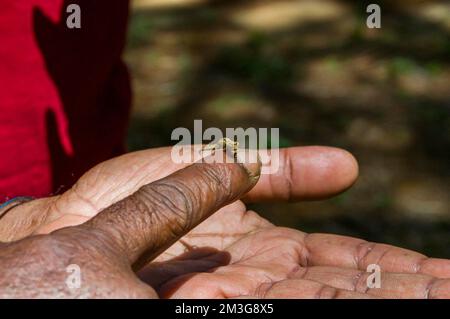 Dwarf or Minute Leaf chameleon (Brookesia minima) on the fingers of a man's hand in Montagne dÂ´Ambre National Park, Madagascar Stock Photo