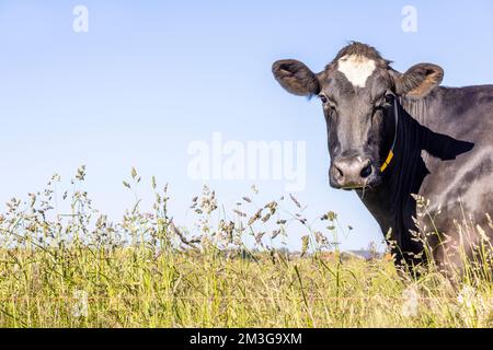 Cow right edge side, head around the corner, a blue sky, looking at camera, black and white in a field Stock Photo
