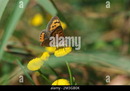 Close-up, small copper (Lycaena phlaeas), wing, yellow flower, The Lesser Firefly sucks nectar from a flower with its proboscis Stock Photo