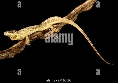Weber's Sailfin Lizard (Hydrosaurus weberi) Stock Photo