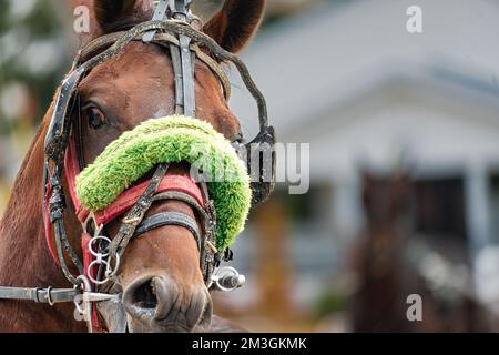 Close up of a red horse face shot in a harness race at the Lincoln county fair in Fayetteville Tennessee. Stock Photo