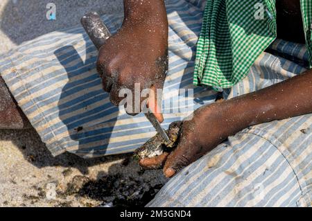 Boy cutting austers, Fort Dauphin, Tolagnaro, southern Madagascar Stock Photo