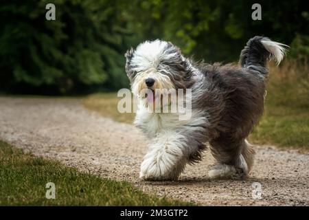 Old English Sheepdog walking towards the camera in a field Stock Photo
