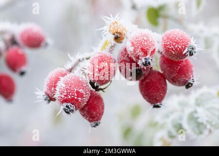 Sweet Briar, Rosa rubiginosa, Sweet-briar, hips on bush white with hoar frost, December, showing sticky blobs on gland hairs, Stock Photo