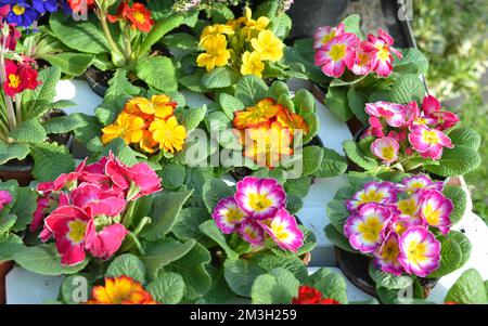 Multicolor Primula flowers. Spring flowers primrose for planting in a garden Stock Photo