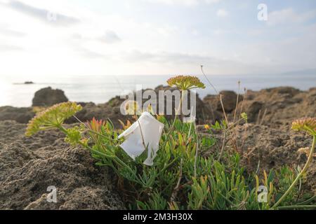 Plastic cup discarded on sea fennel plants ecosystem, environmental waste pollution Stock Photo