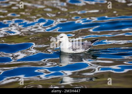 Fulmar; Fulmarus glacialis; on Water; UK Stock Photo