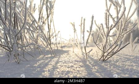 Icy bush shining under the sun, winter severe frost landscape. Creative. Snow desert with white beautiful field with bushes Stock Photo