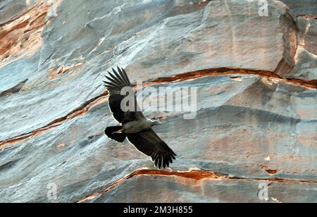 Crowned Eagle-Talampaya Nat. Park -Argentina Stock Photo