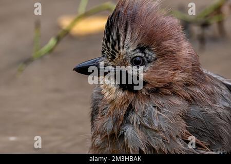 Common Jay or Garrulus glandarius, perched on a branch. Stock Photo