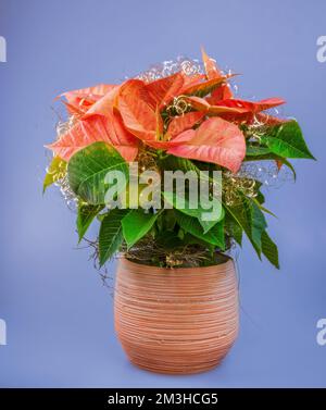 Potted poinsettia (Euphorbia pulcherrima) flower Stock Photo