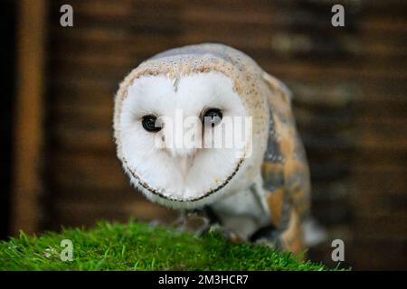 Tyto alba or barn owl, is a species of strigiform bird belonging to the Tytonidae family. Stock Photo