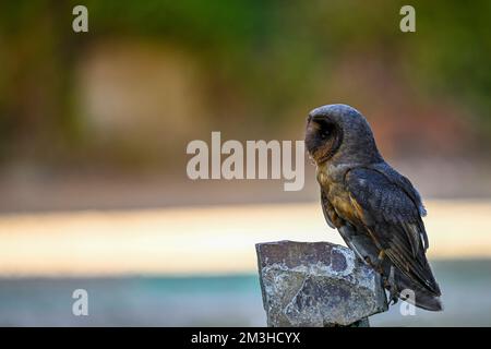 Strix huhula, commonly called the black tawny owl, is a nocturnal bird of prey in the Strigidae family Stock Photo