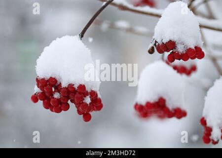 Red viburnum berries on a bush covered with snow Stock Photo