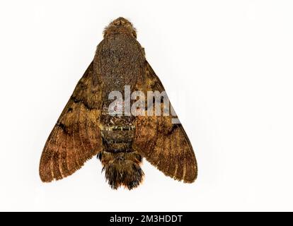 Moths, are nocturnal lepidoptera, on a white background Stock Photo