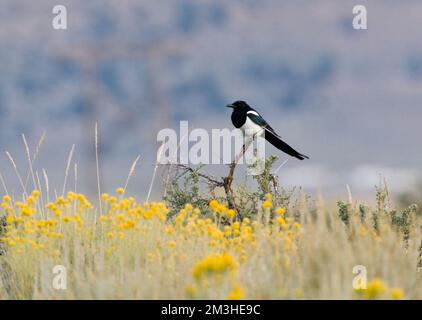 Amerikaanse Ekster zittend; Black-billed Magpie perched Stock Photo