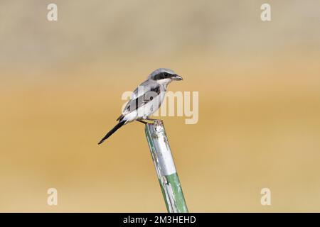 Amerikaanse Klapekster zittend; Loggerhead Shrike perched Stock Photo