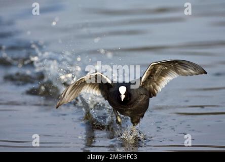 Meerkoet rennend over het water; Eurasian Coot running over water Stock Photo