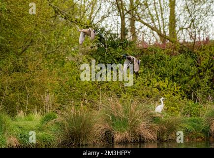 Water birds, Mallards (Anas platyrhynchos) in flight and a Little Egret in their natural environment . Rutland UK Stock Photo