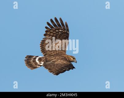 Madagaskarkoekoekswouw, een endemische roofvogel van Madagaskar; Madagascar Cuckoo Hawk (Aviceda madagascariensis) is an endemic raptor of Madagascar Stock Photo