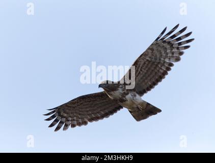 Madagaskarkoekoekswouw, een endemische roofvogel van Madagaskar; Madagascar Cuckoo Hawk (Aviceda madagascariensis) is an endemic raptor of Madagascar Stock Photo