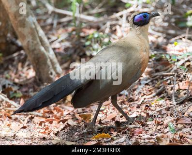 Grote Coua; Giant Coua (Coua gigas) endemic species from Madagascar Stock Photo