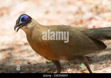 Grote Coua; Giant Coua (Coua gigas) endemic species from Madagascar Stock Photo