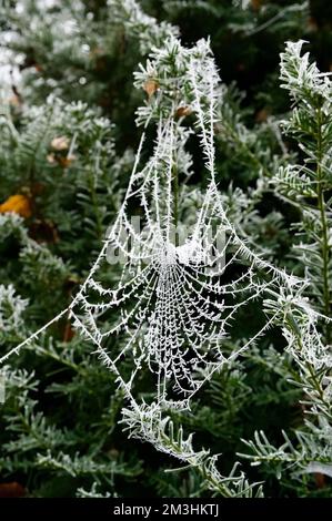 A frosty spiderweb: cobweb covered in white icicles from a heavy hoar frost, hanging from a green hedge. Delicate, intricate, detailed spider web in a Stock Photo