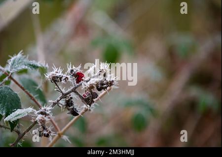 A branch of bramble: blackberry bush (Rubus fruticosus) with leaves and berries covered in spiky white icicles from a heavy winter hoar frost Stock Photo