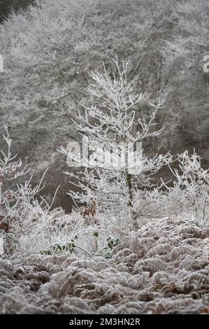 An icy countryside scene in winter: a young tree, bushes and bracken (or ferns) covered in thick ice after a hoar frost, sprinkled in a snow like laye Stock Photo