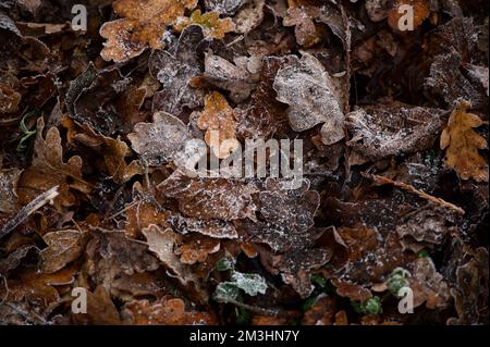 Crisp gold, brown, orange oak leaves lying on the muddy winter ground. Autumn (fall) fallen leaves, covered in a light white frost of ice (or snow), s Stock Photo