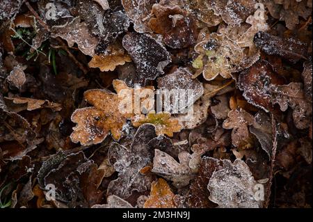 Crisp gold, brown, orange oak leaves lying on the muddy winter ground. Autumn (fall) fallen leaves, covered in a light white frost of ice (or snow), s Stock Photo