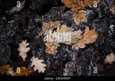 Crisp gold, brown, orange oak leaves lying on the muddy winter ground. Autumn (fall) fallen leaves, covered in a light white frost of ice (or snow), s Stock Photo