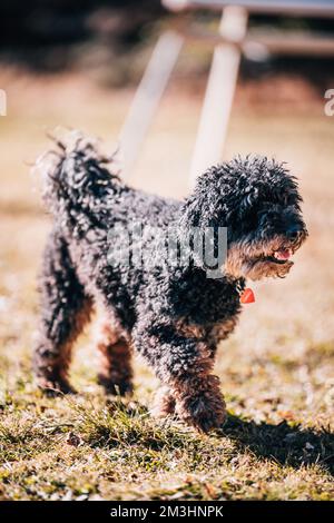 A little poodle dog walking on the lawn Stock Photo - Alamy