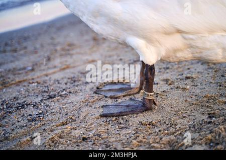 Bird ringing or banding. Metal ring on a leg of a wild swan to enable individual identification Stock Photo