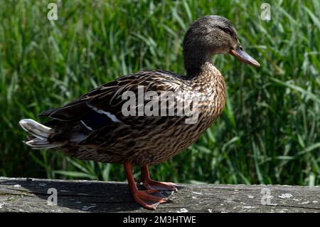 Duck standing on a fence. Female mallard. cardiff bay wetland nature reserve. Cardiff views. Taken 2022.cym Stock Photo