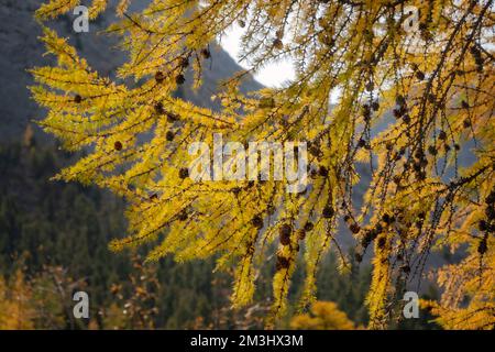 Larch tree full of pine cones, back lit by sun and mountains in the background. Close-up of the pine tree on a beautiful day. Stock Photo