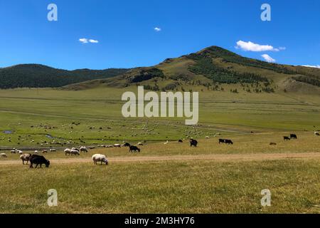 Heard of animals in the field glassing on the sunny day, mountains in the background. Livestock eating grass in the rural farmland on a bright and war Stock Photo