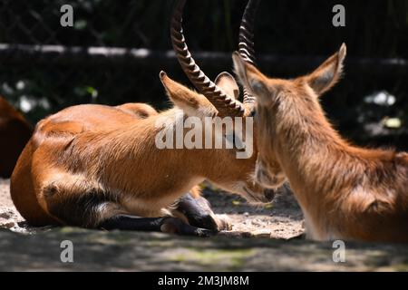 A Impala species  seen in its habitat during a species conservation program, the zoo has 1803 animals in captivity at Chapultepec Zoo. Stock Photo