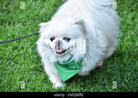 Portrait of a  An Albino Pekingese dog is seen on a park in Mexico City Stock Photo