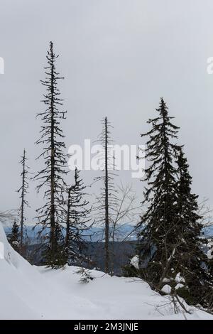 Dry spruce trees in the middle of a winter snowy forest in a mountainous area, Ecology of the Carpathians Stock Photo