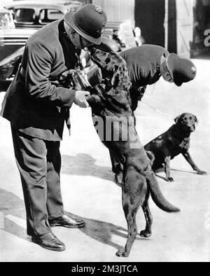 Front cover photograph showing two London policemen with the first Metropolitan police-dogs in 1938, thirty years after the first dogs were used by the North Eastern Railway Police to patrol Hull docks.  The two labradors were introduced in Peckham to accompany constables on lonely beats, for carrying messages back to the station and tracking suspects.     Date: 1938 Stock Photo