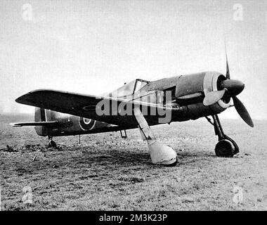 Photograph showing a captured German Focke-Wulf 190 fighter-bomber aeroplane, painted in Royal Air Force markings, 1944.      During the Second World War, the RAF kept a 'circus' of captured German aircraft in flying condition and had a team of test pilots to fly and evaluate the German machines.     Date: 1944 Stock Photo