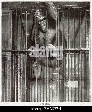 Johanna, then known as the 'only living giantess gorilla', who was part of Barnum and Bailey's three ring circus 'The Greatest Show on Earth', in her cage, 1897. Stock Photo