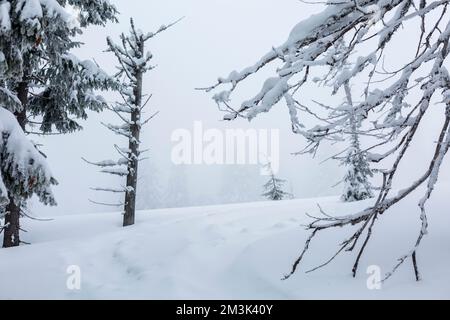 Attractive snow-covered spruces on a frosty day. Frosty day, calm wintry scene. Beautiful winter landscape with snow covered trees. Stock Photo