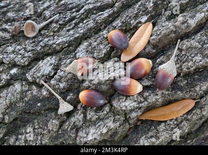 Coastal Live Oak, fallen acorns with caps 'Quercus virginiana', resting on Live Oak surface root, Texas. Stock Photo