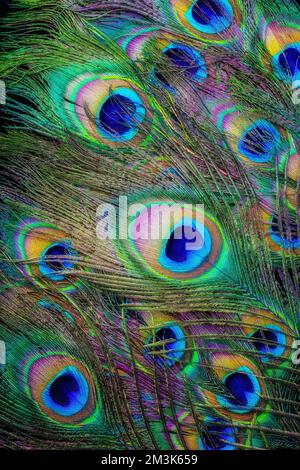 Beautiful Peacock Feathers Stock Photo
