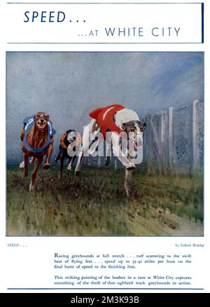 Advertisement for greyhound racing at White City stadium. The caption reads: 'Racing grayhounds at full stretch . . . turf scattering to the swift beat of flying feet . . . speed up to 35-40 miles per hour on the final burst of speed to the finishing line.    1937 Stock Photo